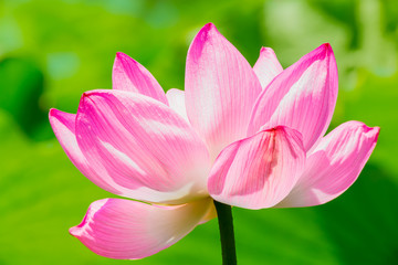 Lotus Flower.Background is the lotus leaf.Shooting location is Yokohama, Kanagawa Prefecture Japan.