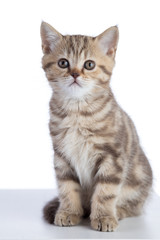 Scottish cat kitten looking at camera. isolated on white background