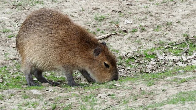 Capybara - Hydrochoerus hydrochaeris eats grass
