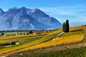 panorama of autumn vineyards in Switzerland