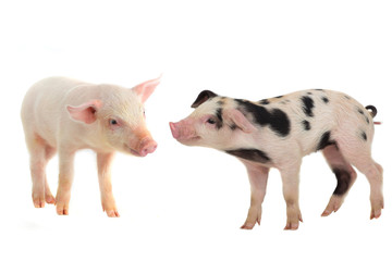 two pig © fotomaster