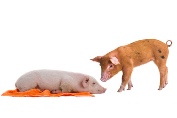 two pig