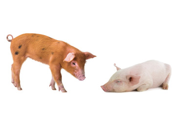 two pig