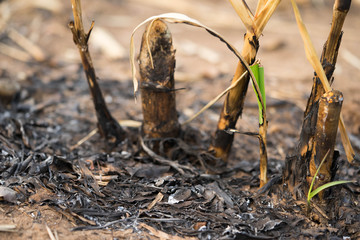 Seedlings of sugarcane Growing after harvest of farmers.
