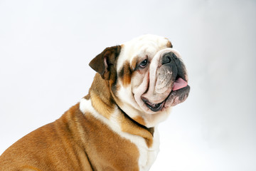 Obraz premium A young traditional British Bulldog sits on a white seamless background obediently waits as his mistress off camera trains him
