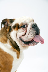 A young traditional British Bulldog sitting on a white seamless background looks round mischievously at the camera