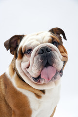 Obraz premium A young traditional British Bulldog sitting on a white seamless background looks round mischievously at the camera