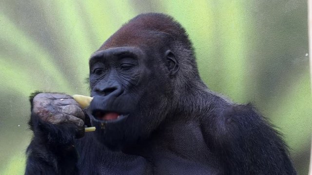 Gorilla eating vegetables. Gorilla having lunch. Portrait of a dominant male gorilla.