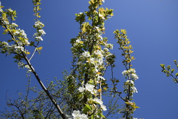 Blooming wild pear in the garden