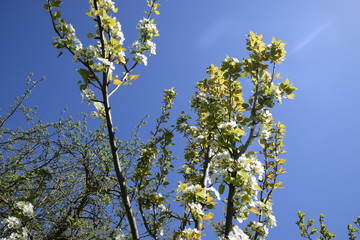 Blooming wild pear in the garden