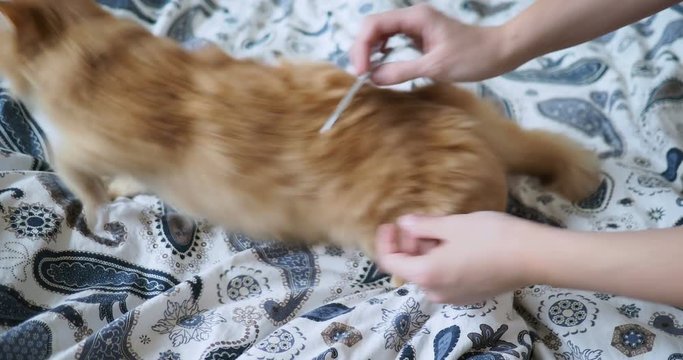 Cute ginger cat lying in bed. Women trying to rasp its claws with nail file. Cozy home background.