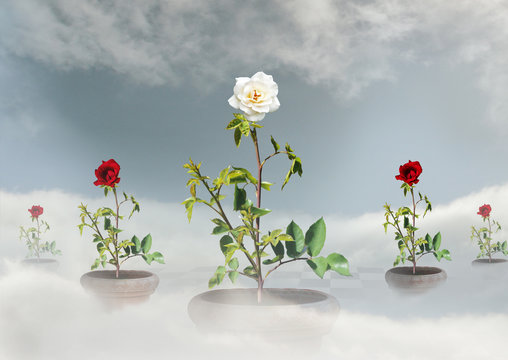 one White rose amongst red roses