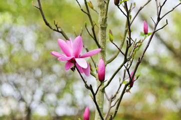 Magnolia
