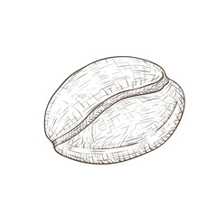Coffee bean. Hand drawn sketch