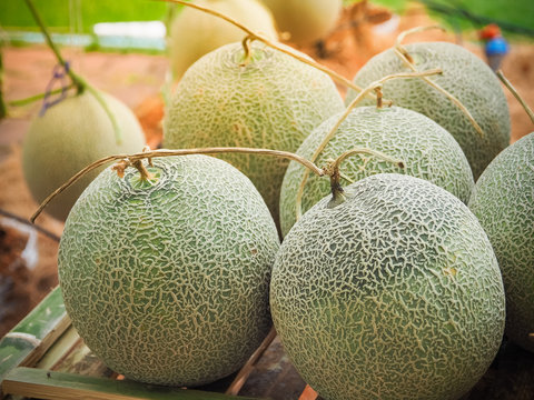 Green melons or Japaneses cantaloupe melons plant growing in the farm. Thailand
