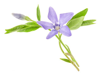 Obraz premium Periwinkle flower isolated on white background