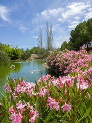 Fototapeta na wymiar a summer floral view of my local park in Marbella, Spain 