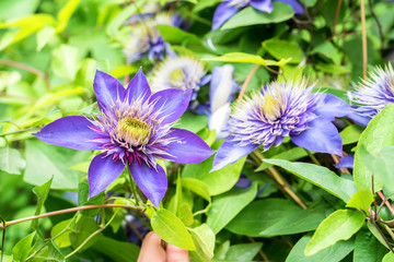 Close up beautiful flowering Clematis Jackmanii