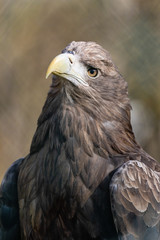 Adler