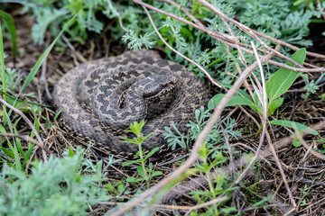 Vipera ursinii or meadow viper