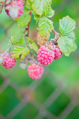 Raspberries on a branch