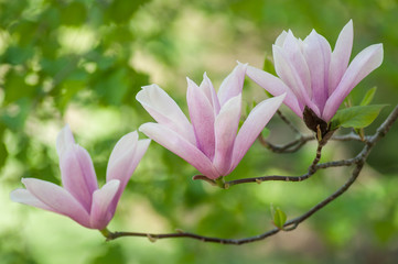 closeup of magnolia pink fleur at spring