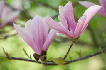 Fototapeta premium closeup of magnolia pink fleur at spring