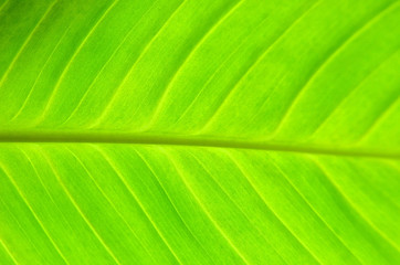Green leaf background