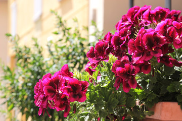 beautiful red flowers on a balcony