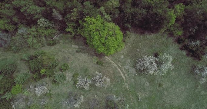 Aerial View From Birds Eye Over A Bloom Plum Trees In The Mountains With Road Tracks