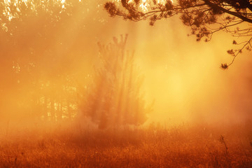 Piękny wschód słońca w wiosennym lesie z promieniami i mgłą - obrazy, fototapety, plakaty