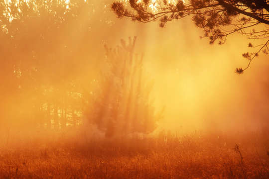 Fototapeta Piękny wschód słońca w wiosennym lesie z promieniami i mgłą