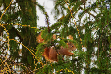 Eichhörnchen sucht nach Futter