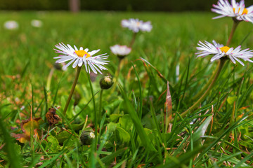 Der Frühling erwacht