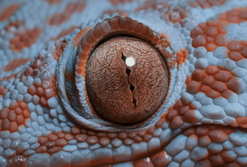 Gecko eye in macro