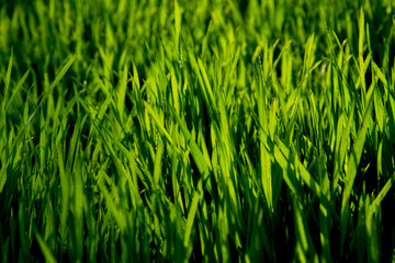 Grass
