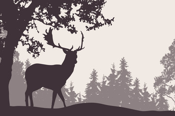 Fallow deer standing under a deciduous tree with coniferous forest in the background - suitable as an advertisement for nature, travel or hunting