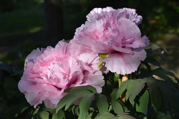 Papier peint photo Pivoines Pivoines roses  © JFBRUNEAU