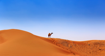Fototapeta na wymiar camel on the crest of a sand dune on the horizon