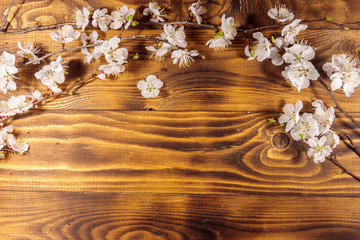 Flowers of apricot tree on wooden background