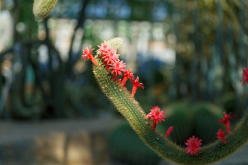 long Cactus blooms colorful red flowers .