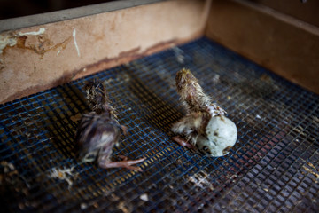 New life newborn