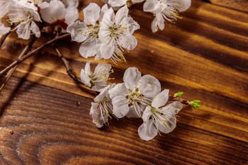 Obraz na płótnie Canvas Flowers of apricot tree on wooden background