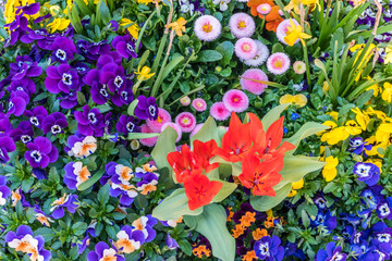close up of a collection of decorative flowers in a flower pot in the spring