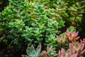 close up on crassulaceae green plant