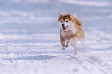 jumping shiba inu dog in the snow