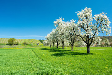 Fototapeta na wymiar blossoming fruit trees and orchard in a green field with yellow dandelions and a small vineyard in the background