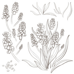 Muscari - spring flowers, isolated on white background. Hand-drawn illustrations.   - obrazy, fototapety, plakaty