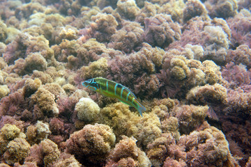 Bright fish on the seabed in algae