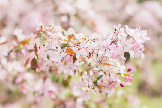 Natural spring background with pink plum tree flowers.